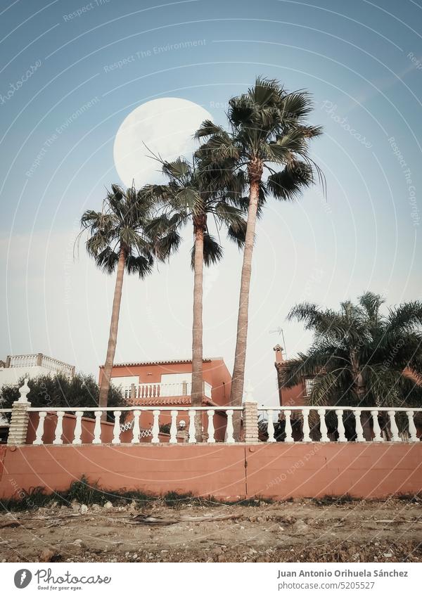 Landscape with palm trees and a huge moon Moon full moon landscape scenery dramatic nature natural Spain Chiclana de la Frontera summer tourism house town