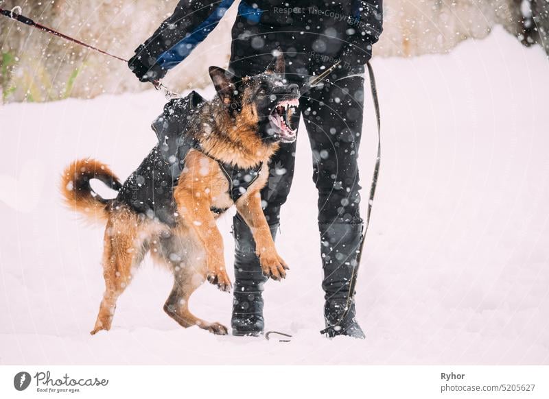 Training Of Purebred German Shepherd Young Dog Or Alsatian Wolf Dog. Attack And Defence. Winter Snowy Day exercise Deutscher dog protection handler