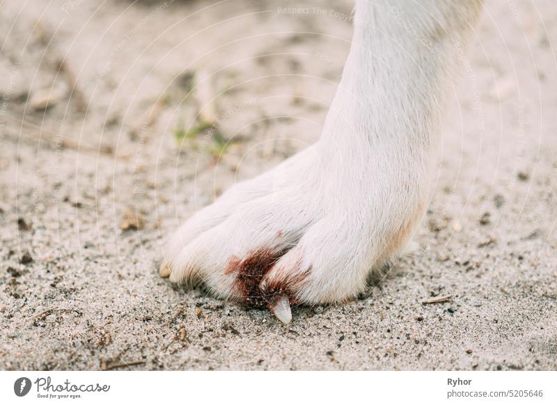 Damaged Claw And Finger In Dog. Dog's Paw Close Up dog white surgery pet animal domestic nobody paw limp claw injured close veterinary maim wound pain finger