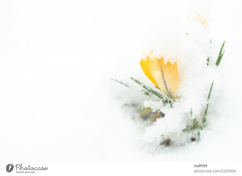Crocuses in the snow Snow Ice Spring Blossoming Flower Growth Frost Garden Yellow shower of snow onset of winter