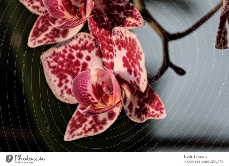 Close up of beautiful orchid flower, phalaenopsis. background beauty bloom blooming blossom botany branch bright closeup color colorful decoration decorative