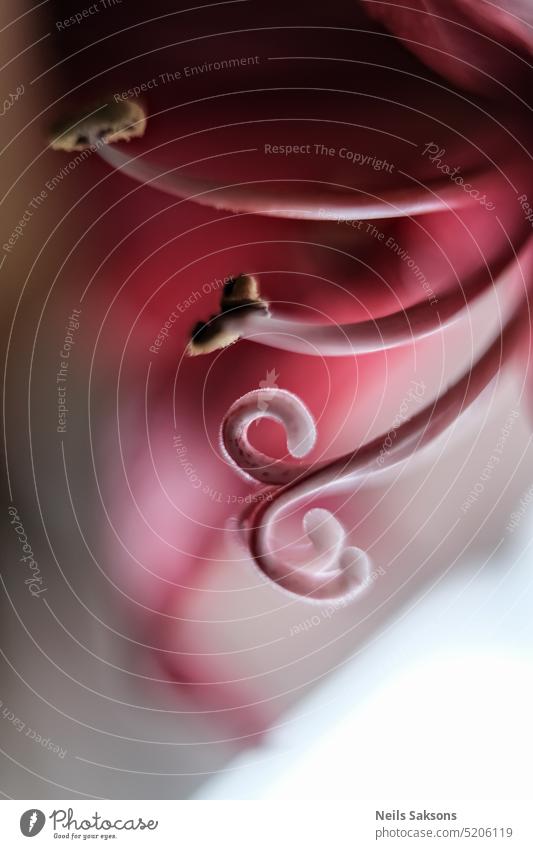 Macro shot of a pink Amaryllis flower with heart shaped stamens amaryllis amaryllis flower background beautiful beauty blooming blooming flower blossom