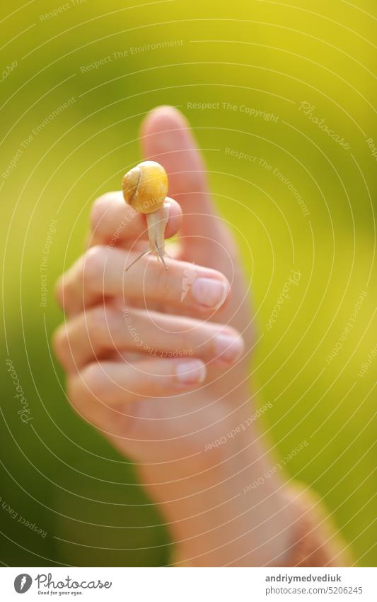 A small snail on the finger on green nature background, snail slime skin care, slime application in cosmetology, cream, tissue regeneration, skin rejuvenation, benefits, edible, farm, French cuisine.