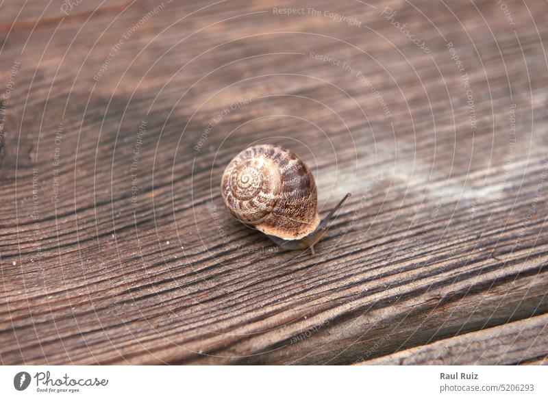 A Snail on wooden board. out-of-focus background helix snail food horizontal move no people shine shiny skin slow soft speed spiral pace photography studio shot