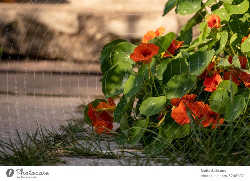 Orange nasturtium flowers in the garden with green leaves. beautiful beauty bed bloom blossom botany bright closeup color colorful decorative derbyshire england