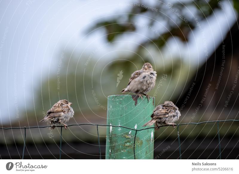 Three sparrows sitting on a fence air animal background beak beautiful beauty bird birds branch brown closeup colorful cute european fauna feather feathered