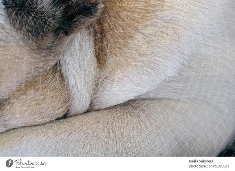 Close-up of a french bulldog's wrinkled furry skin. Selective focus. abstract animal back backdrop background beautiful beauty black brown cat close-up closeup