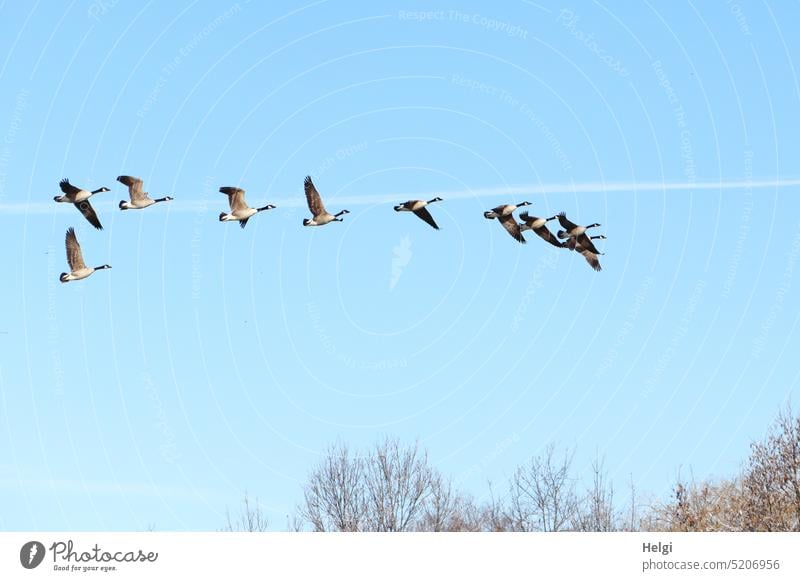 Canada geese in flight against blue sky Bird Goose Canadian goose Flock of birds Flying Sky Blue sky Beautiful weather Spring Group of animals Wild animal