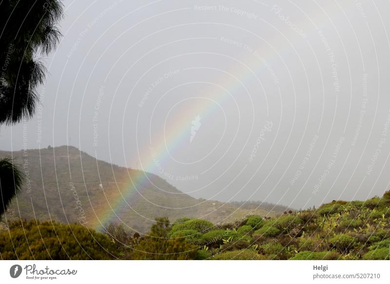 multicolored | decent rainbow over the mountains of Tenerife Rainbow Landscape Nature natural spectacle Natural phenomenon Tree shrub Sky Deserted Exterior shot