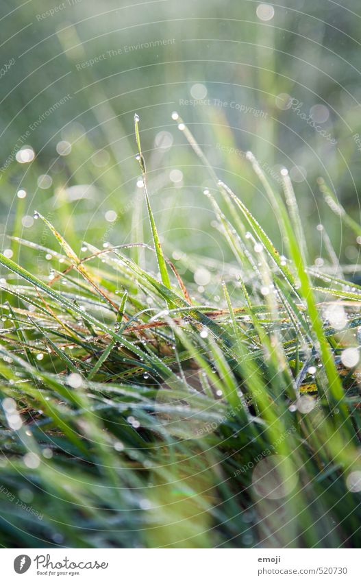 sparkling Environment Nature Landscape Plant Drops of water Grass Meadow Wet Natural Green Juicy Colour photo Exterior shot Close-up Deserted Day