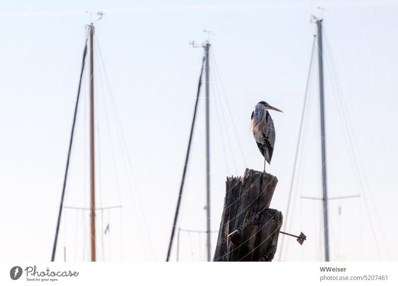 A heron found the place with the best view in the marina yacht Yacht Yacht harbour Grey heron Heron Harbour boats Summer Bird look around Vantage point mast