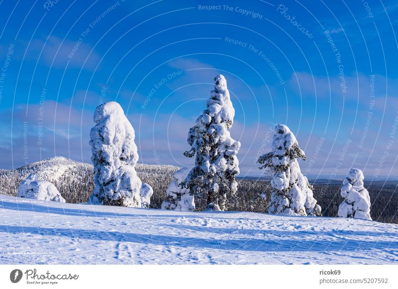 Landscape with snow in winter in Ruka, Finland Winter Kuusamo Snow Nature Tree Forest mountain Idyll Winter sports center North Ostrobothnia Koillismaa Lapland