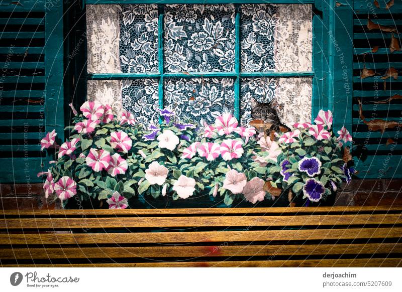 Pretty painted house wall with window + shutters, flowers, curtain and a cat. Painting (action, artwork) Colour variegated colourful Creativity Colour photo