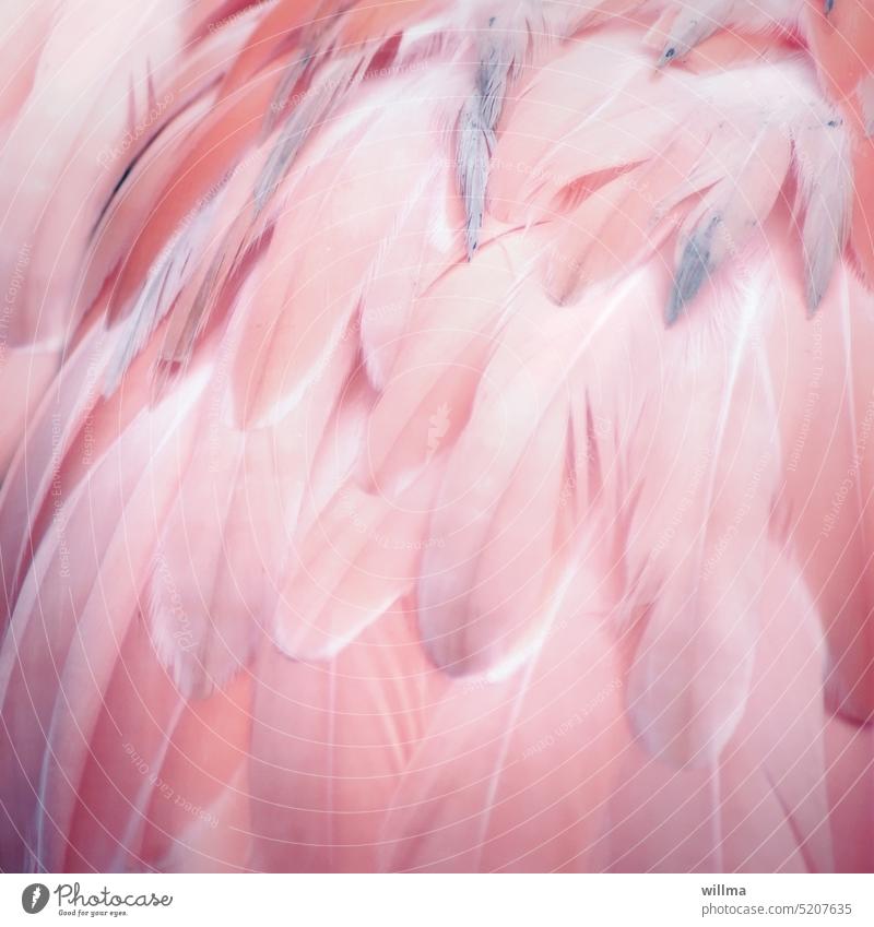 Pink plumage feathered feathers Flamingo Flamingo feathers Close-up Feather boa