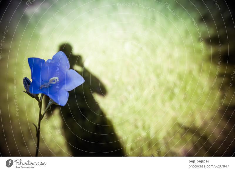 Shadow plant - shadow of a photographer behind a flower shade plant Plant Blossom Violet Nature Green Shadow play Dark side Shadow child shadow man Shadow image