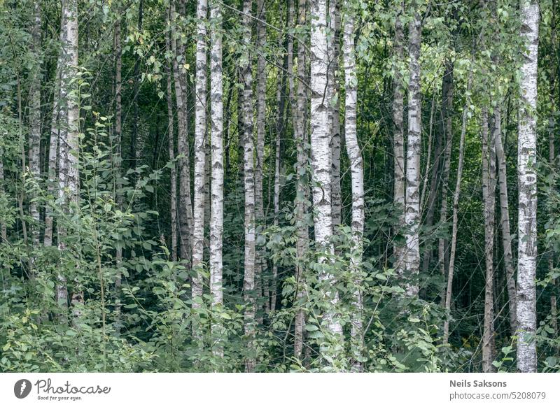 Birch forest in the summer, white tree trunks in the green foliage evening glare landscape scene natural rural outdoor scenic nobody freshness leaves shadows