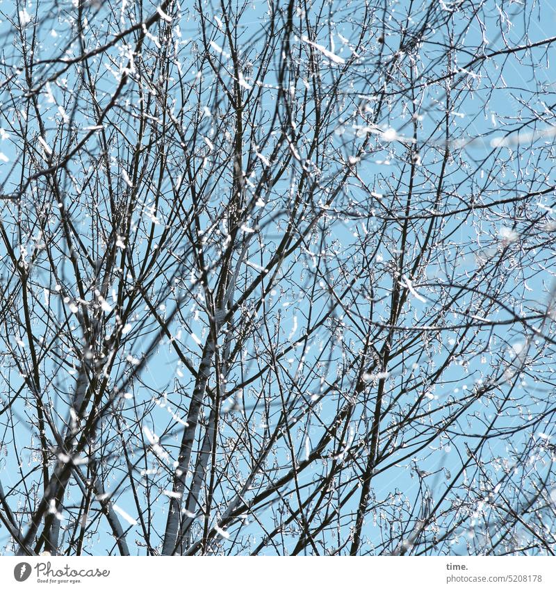 Whim of nature | snow flight in spring Snow snowflakes Tree Bleak sunny Easy Lightness Spring Cold whirr shine twigs branches Nature Sky