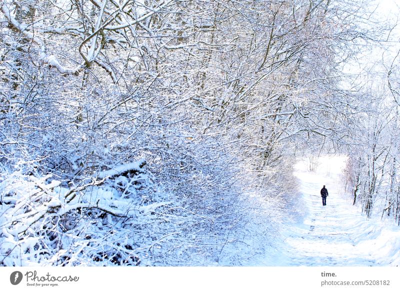 Winter trail Man Rear view Forest Snow sunny chill Environment Nature Landscape To go for a walk In transit off Perspective Weather Frost Cold White Tree bush