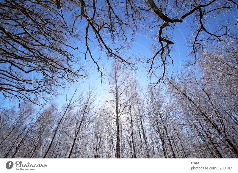 Juxtaposition | Us and Them Forest Winter trees Sky Tall Bleak Cold Frost Snow Threat Mysterious Nature Landscape plants fellowship Sunlight