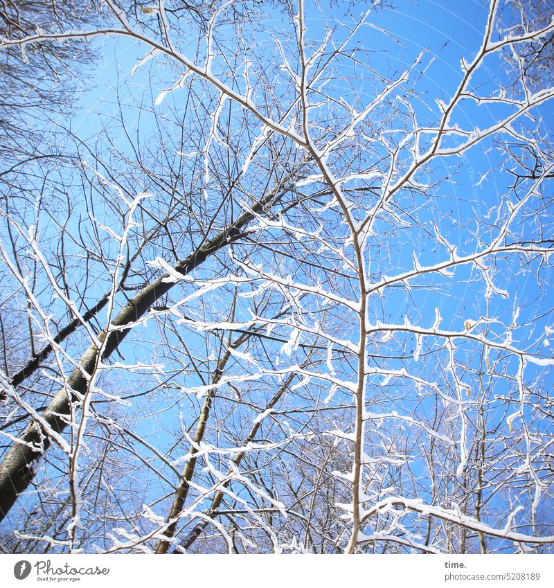 winter forest Branch Tree Twig Snow Sky Illuminate flora Old youthful Icing Delicate Worm's-eye view Winter Nature Cold White Blue Frost Ice Plant Frozen Forest