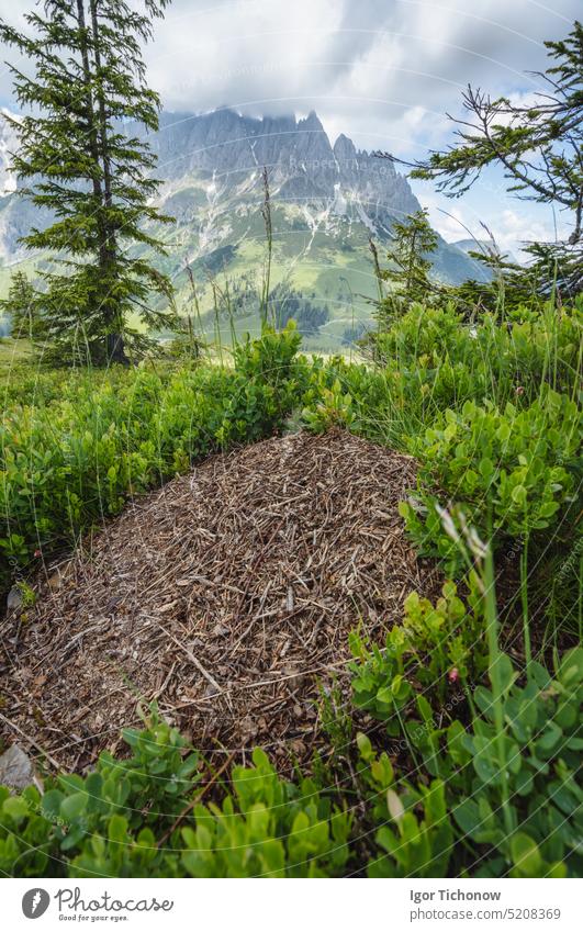 Hiking trail around Wilder Kaiser mountains, Tirol - Austria park meadow boulders scenery insect ecology green brown dolomiti wood police ground alps range