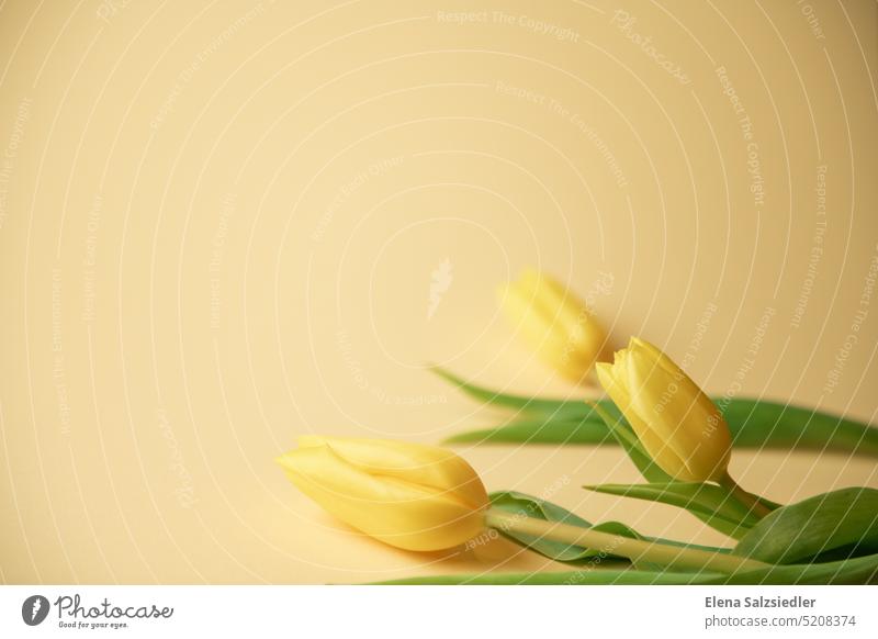 Yellow tulips with a lot of background. Card Poster Spring fever flowers Bouquet tulip leaf saying Space for text Flower Tulip Blossom Green Floral Billboard