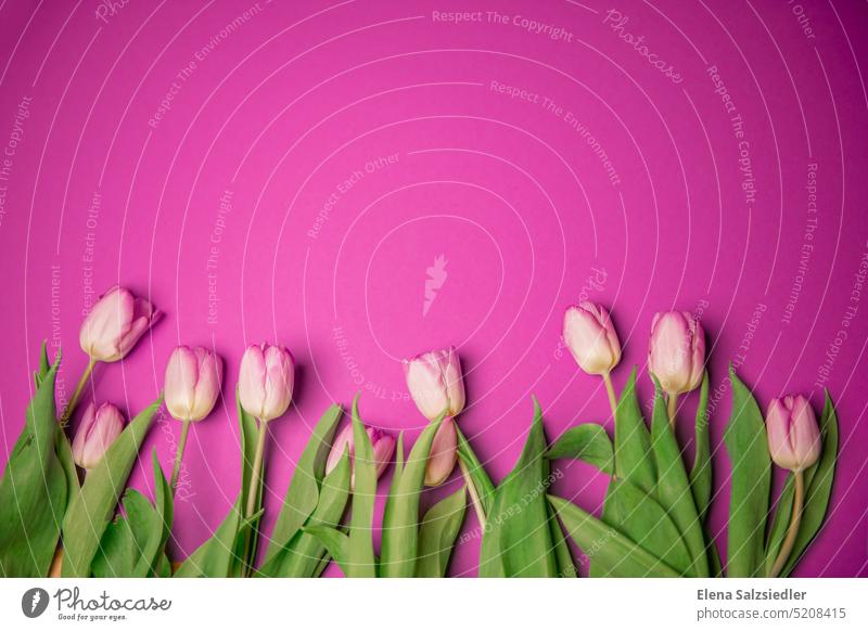 Pink tulips, space for writing. Card Poster Spring fever flowers Bouquet tulip leaf saying Space for text Flower Tulip Blossom Green Floral background Billboard