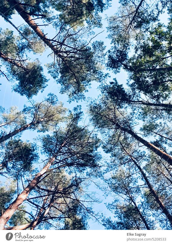 Trees that grow to the sky... how much longer ? trees Nature Exterior shot Landscape Colour photo Deserted Calm Plant Idyll Forest Day Beautiful weather