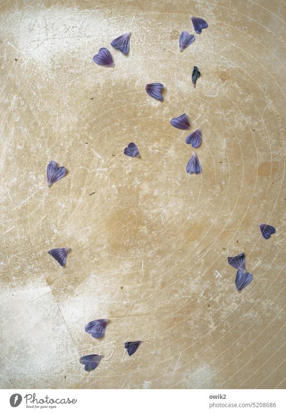 Failure petals Many Under loss Blue Fallen dropped Delicate Detail Deserted daylight Lie sad Doomed Stone slab floor Ochre Transience Sadness Grief Close-up