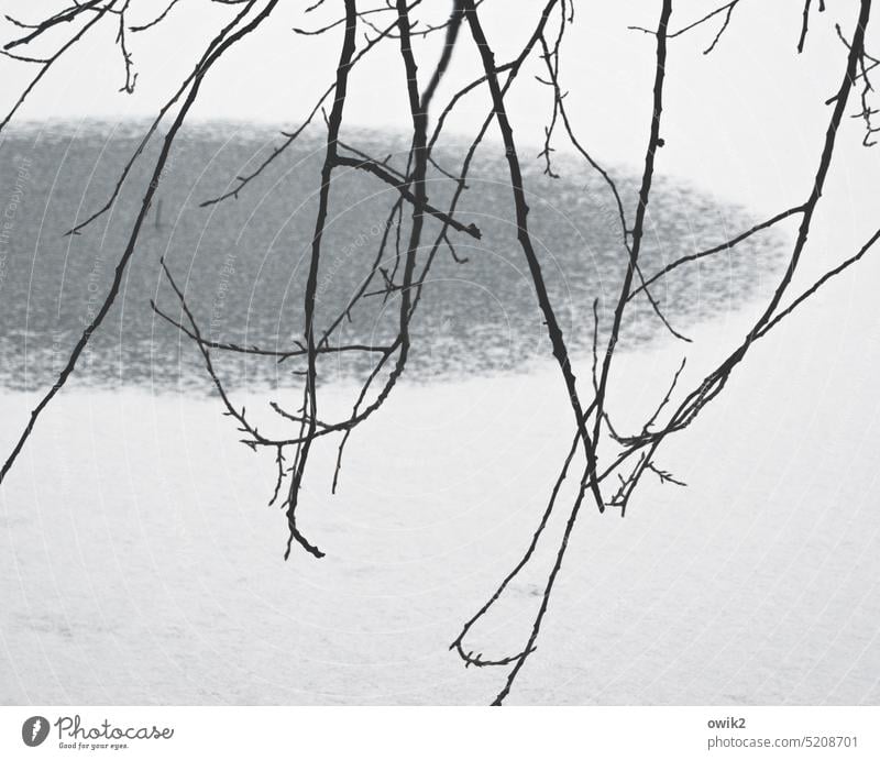 Somehow Japanese Branches and twigs Lake snowy Snow layer Winter Peaceful silent out Day tranquillity Pond Landscape Exterior shot Loneliness chill naturally