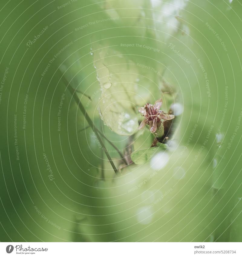 Silently wonder Blossom Mysterious Idyll Colour photo Environment Leaf Detail Deserted Blossoming Green Shallow depth of field naturally Close-up Growth