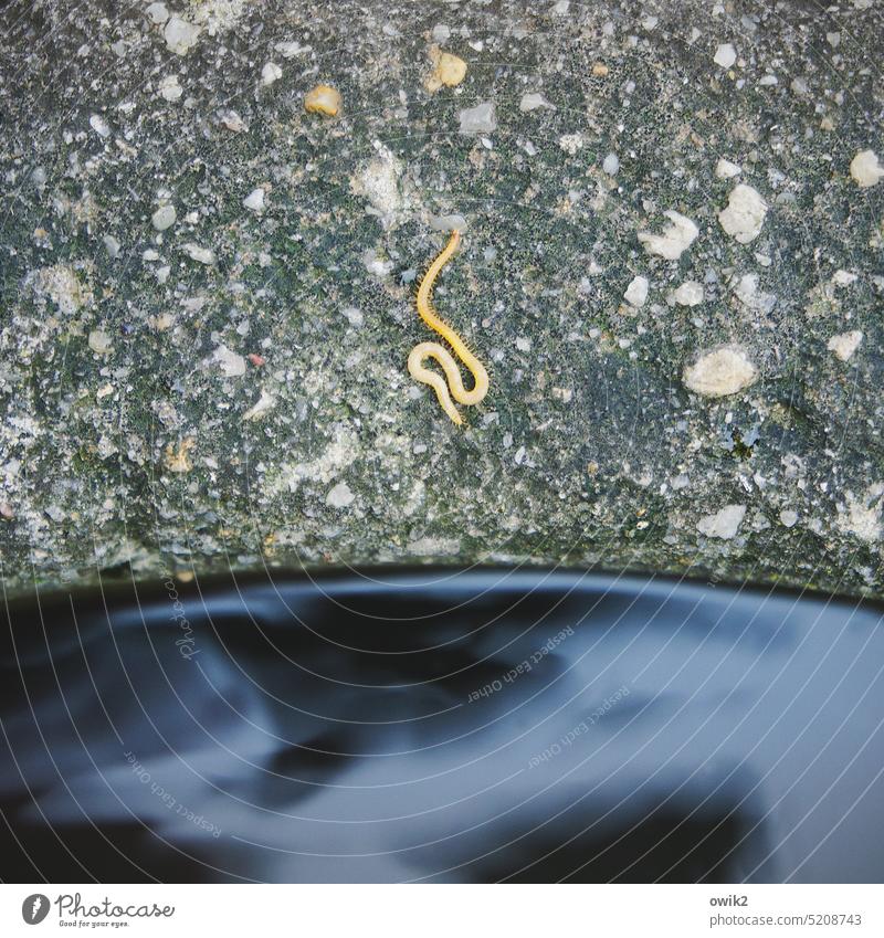 wormhole Worm Animal Thin svelte Diminutive Elegant Small Wild animal Nature Loneliness Lie recover relax Well Water Water basin Zuber Stone filled