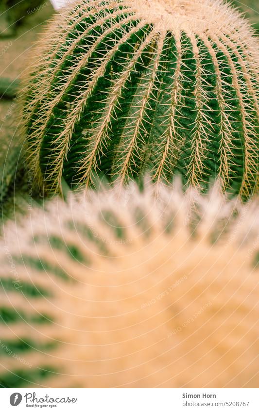 cacti Cactus Thorny defense botanical Botany Succulent plants Plant resistant impassibly Exotic matched Esthetic Close-up