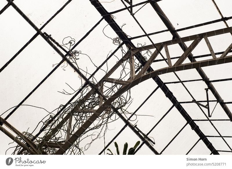 Greenhouse roof structure Roof Construction Skeleton Structures and shapes translucent Shaft of light Sunlight Glass Glas facade Overgrown Architecture Abstract