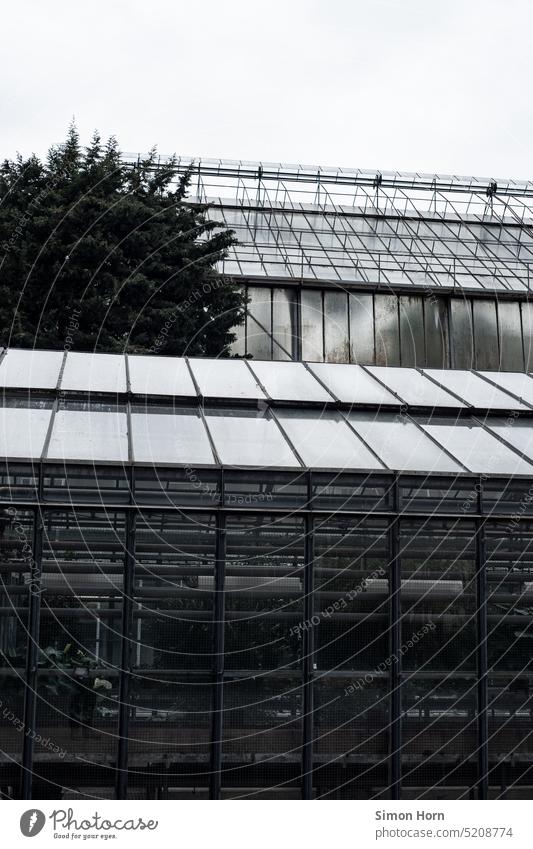 greenhouse Greenhouse Extend glass house Agriculture Vegetable Nutrition Food Growth Fragile Glass Glas facade Gardening opaque botanical Botanical gardens