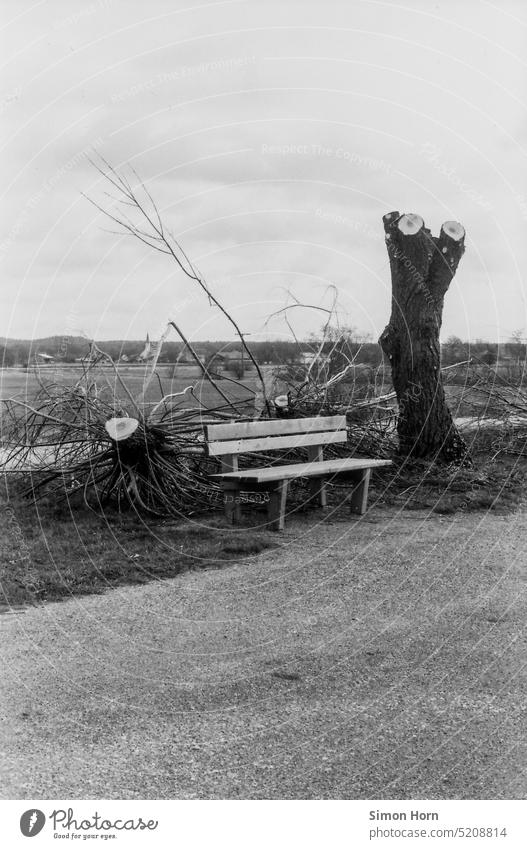 Bench between tree stumps Memory Waiting bench Tree trunk Rooted Tree stumps Cut down change Subversion Transience Change Black & white photo Meeting point