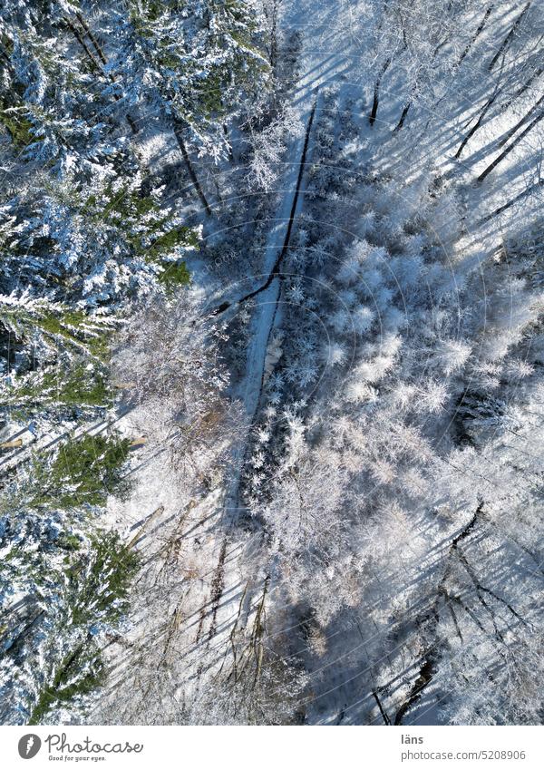 winter forest from above sheep Winter Forest trees Bird's-eye view Nature Relaxation chill sunshine good weather Frost