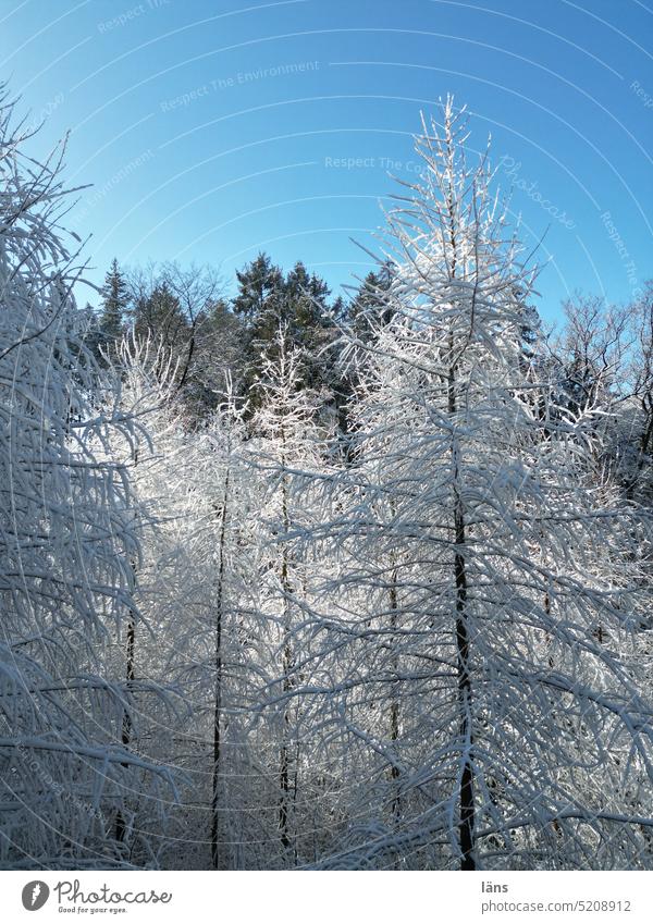Baumwipfel im Winter Wald Schnee kälte Frost blauer Himmel Sonnenschein Winterwald