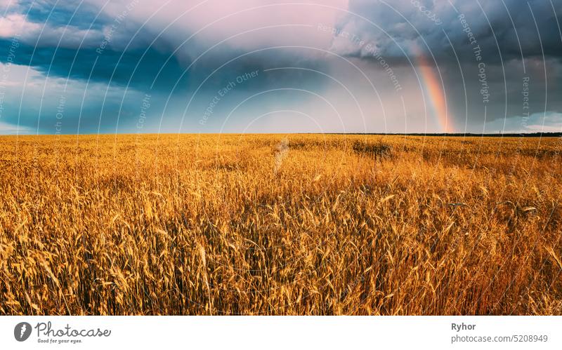 Rain Clouds And Colorful Rainbow Above Yellow Wheat Ears Field. Summer Agricultural Landscape agriculture backdrop background barley beautiful bright cereal