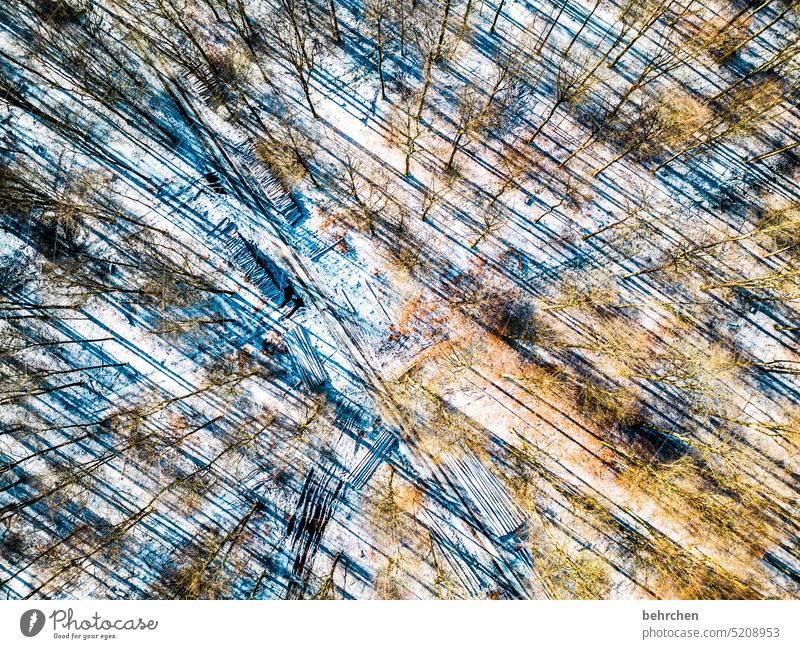 seasons | winter rest Abstract lines inclined lines Winter Forest Snow Environment Landscape trees Frost winter landscape Cold chill Freeze Frozen Exterior shot