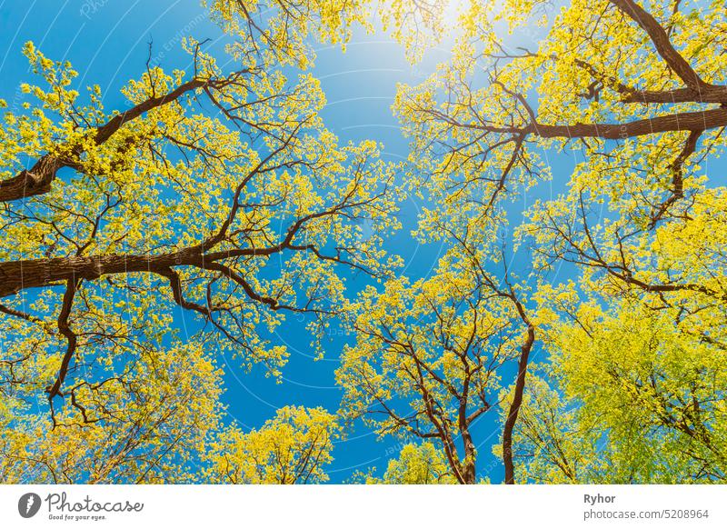 Canopy Of Tall Trees With Young Spring Foliage Leaves Lush. Spring Sunlight In Upper Branches Of Flora Woods In Deciduous Forest. Beautiful Nature. Beauty In Nature. Environment Background And Concept