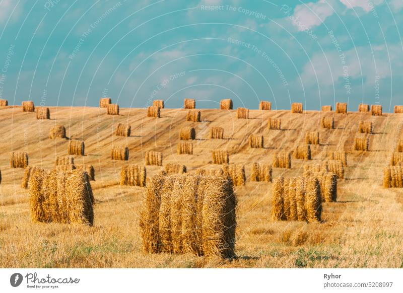 Summer Hay Rolls Straw Field Landscape. Haystack, Hay Roll Dry agricultural agriculture bale beautiful countryside environment field golden color hay haystack