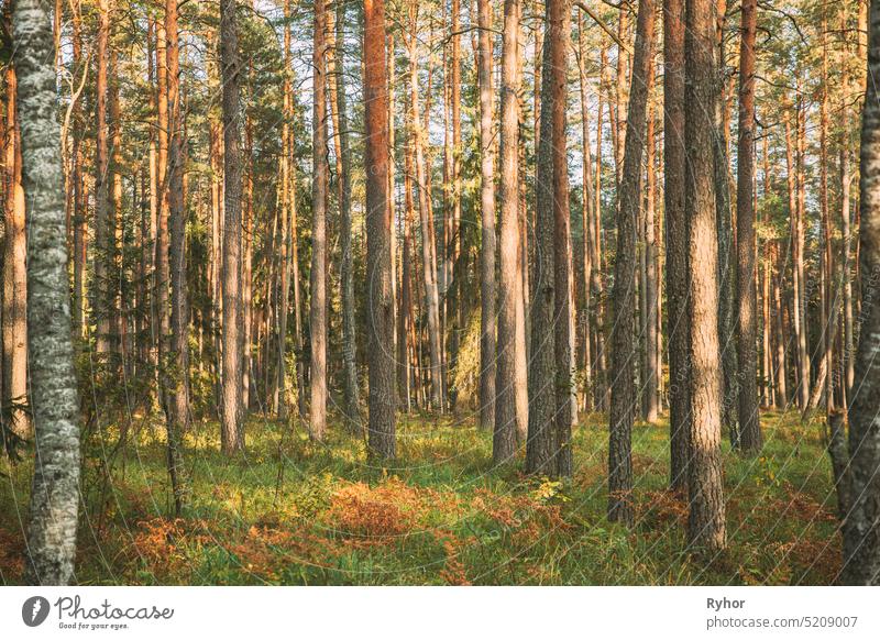 Pine Trees Trunks. Woods In Coniferous Forest. Autumn Pinewood, Evergreen Pines park trunk grown pinewood thin evergreen coniferous forest pinery view outdoor
