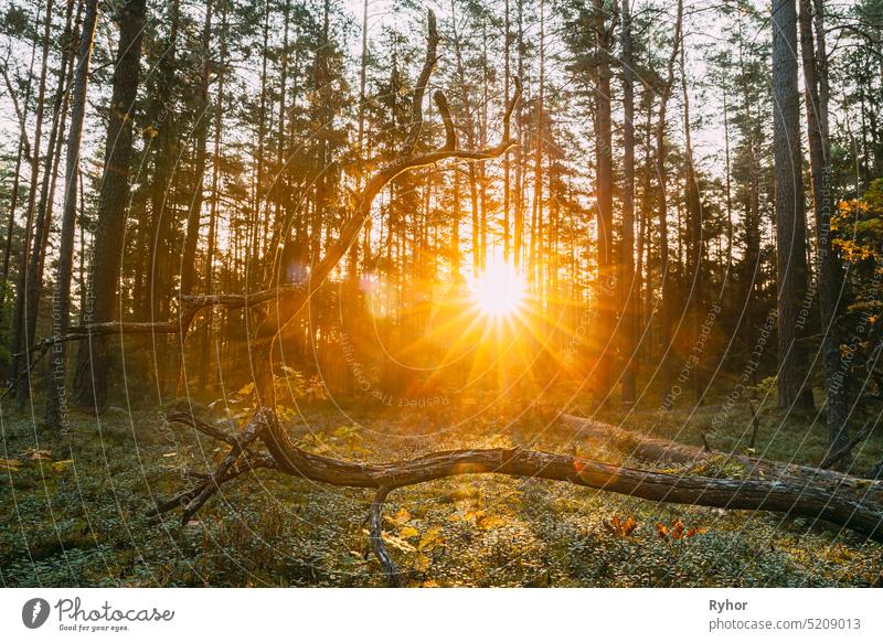 Beautiful Sunset Sunrise In Autumn Coniferous Forest. Sunlight Through Woods In Fall Forest Landscape. Ground Is Strewn With Pine Needles yellow nobody sunshine