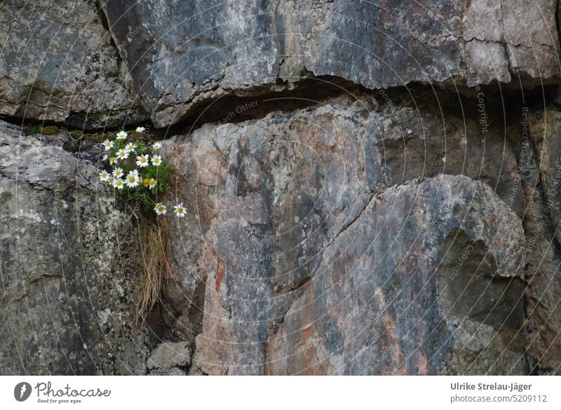Chamomile as a survivor in a crevice in the rock blossoms Fissure Rock Survive Nature Plant Growth bedrock survival artist Tenacious Blossoming enduring Spring