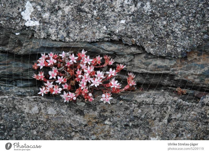 pink flowers as a survivor in a crevice in the rock blossoms Pink Fissure Rock Survive Nature Plant Growth bedrock survival artist Tenacious Blossoming enduring