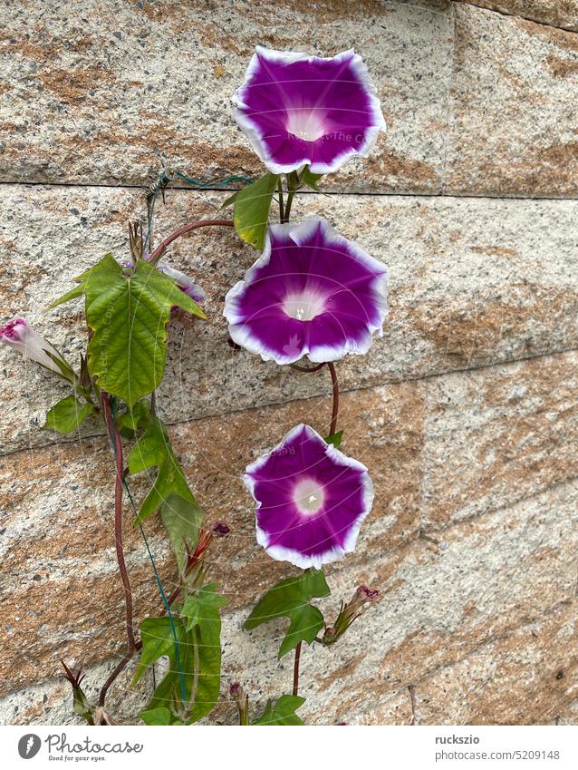 Dreifarbige Prunkwinde, Ipomoea, tricolor Ipomoea purpurea Heavenly Blue Convolvulaceae Trichterwinde Prachtwinde Kaiserwinde Sommerblume Gartenblume Blume