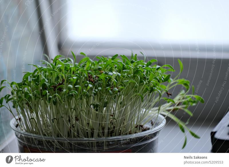 Growing microgreens on the windowsill. abstract agriculture appetite aroma background closeup detox diet eating edible food fresh garden gardening greenery