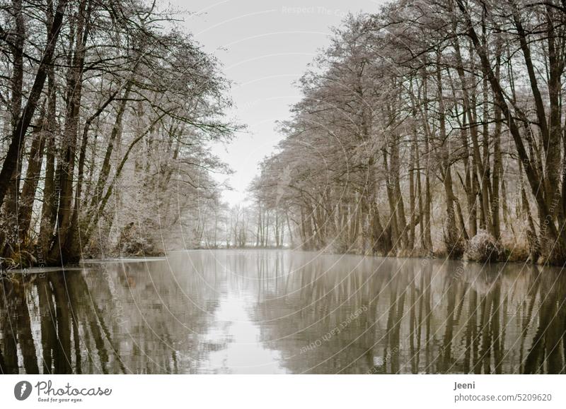 still waters... chill Winter mood Forest Idyll Nature Cold Frost Water tranquillity naturally Untouched Mysterious Seasons canoeing River Lake Reflection