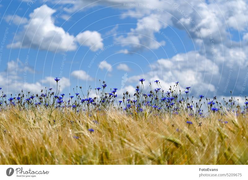 Cornflowers with cornfield and blue sky grass spring summer day nature landed meadow fly straw animal plant dragonfly environment landing in June summer time